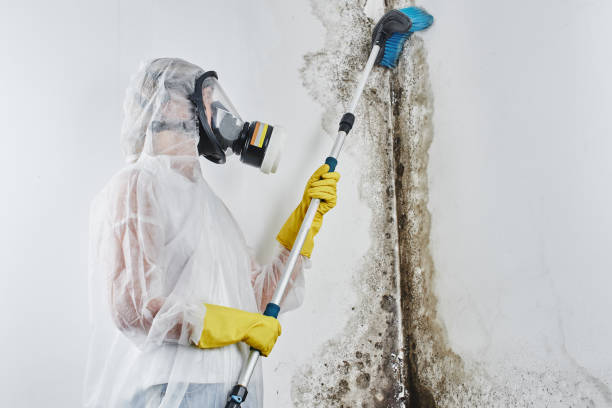 Best Mold Remediation  in Genola, UT