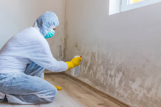 Best Mold Damage Repair  in Genola, UT