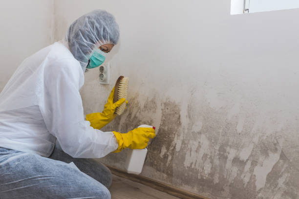 Professional Mold Removal in Genola, UT