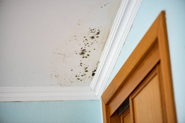 Best Black Mold Removal  in Genola, UT
