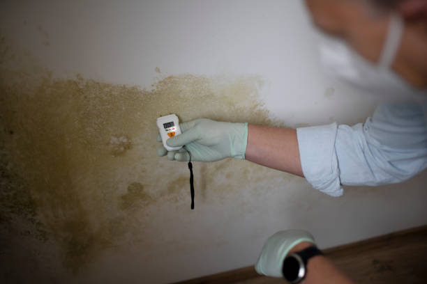 Best Certified Mold Removal  in Genola, UT