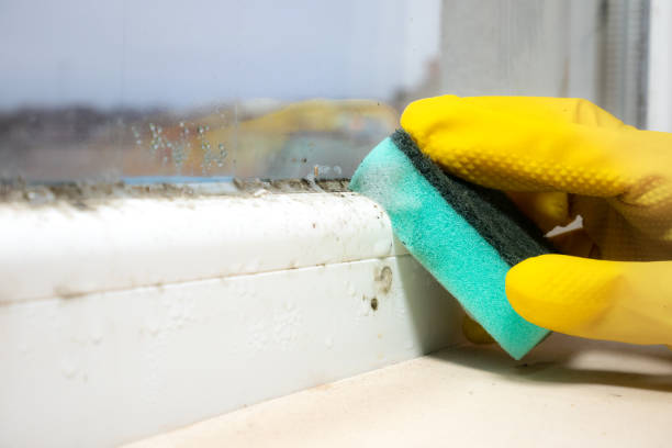 Best Professional Mold Removal  in Genola, UT