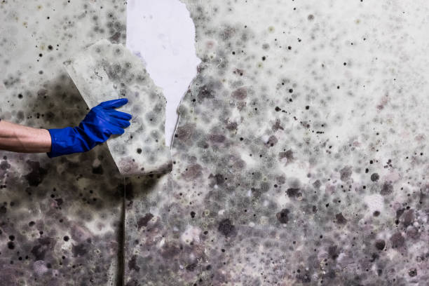 Best Mold Removal Company Near Me  in Genola, UT